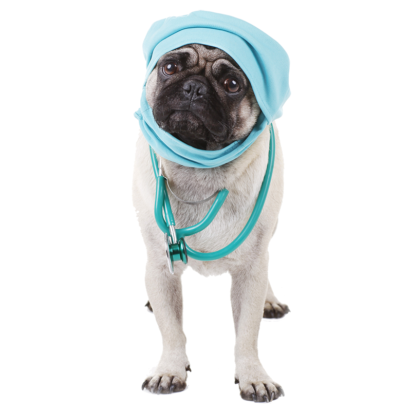 hayvanlarda cerrahi müdahale gaziantep