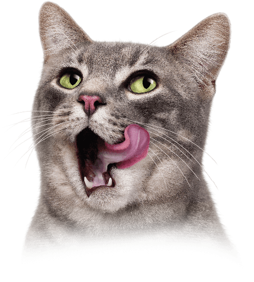 hayvanlarda ağız ve diş bakımı