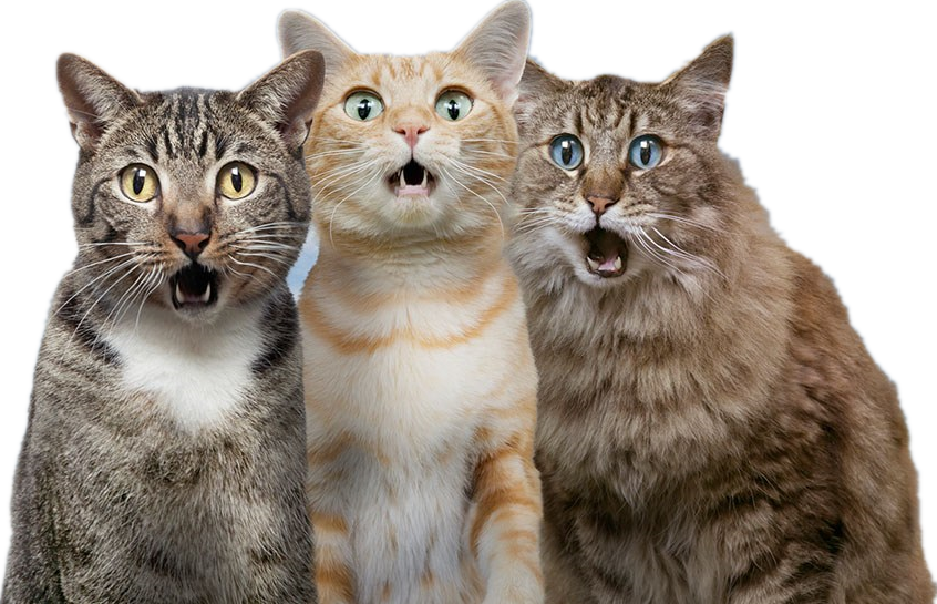 yapılması gereken kedi köpek aşıları