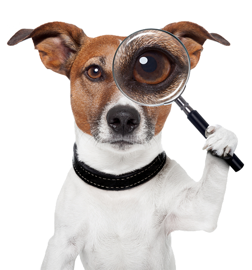 veteriner hasta takip sistemi gaziantep