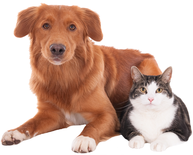 gaziantep kedi köpek kısırlaştırma kliniği